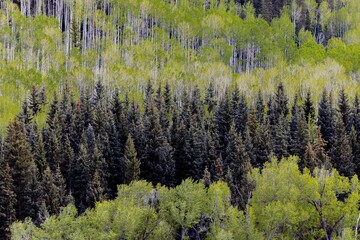 Forest in the springtime, Delorus, Colorado, United States of America.