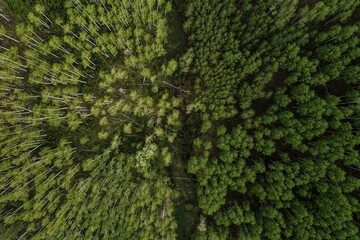 Forest in the springtime with new leaves, Delorus, Colorado, United States of America.