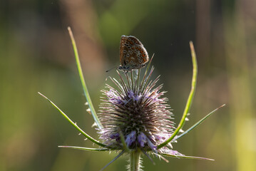 Motyl na łące o poranku na łące © Elżbieta Kaps