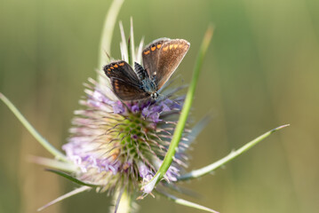 Motyl na łące o poranku na łące © Elżbieta Kaps