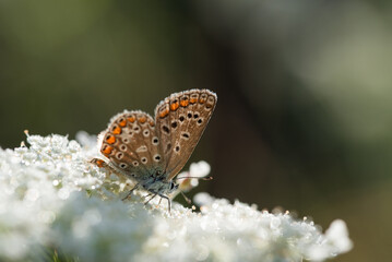 Motyl na łące o poranku na łące © Elżbieta Kaps