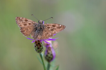 Motyl na łące o poranku na łące © Elżbieta Kaps