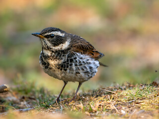 地面に降りてエサを探しているツグミ