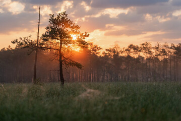Mglisty świt na torfowisku  © Elżbieta Kaps