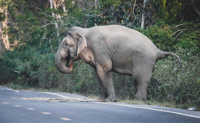 the elephant going out the forest into the road with dramatic tone