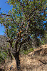 Almond trees in the tiny village of Chandria, the second highest, located in Pitsilia region, east of Mount Olympos, Cyprus