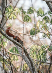 Obraz premium the red squirrel in the nature with dramatic tone