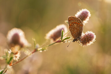 Motyl na łące o poranku na łące © Elżbieta Kaps