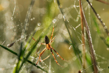 Pająk tygrzyk paskowany samiec w rosie na łące.