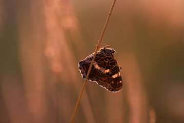 Motyl na łące o poranku na łące © Elżbieta Kaps