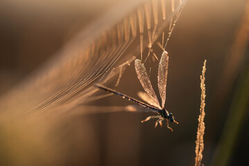 Ważka w rosie na łące o poranku  © Elżbieta Kaps