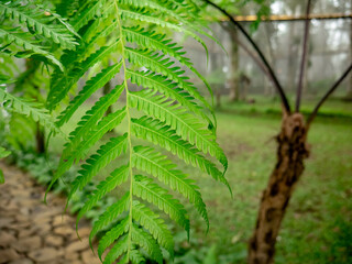 detail of fern leaves that look bright green in the middle of a tropical forest