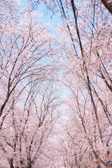 Fototapeta premium 벚꽃길 