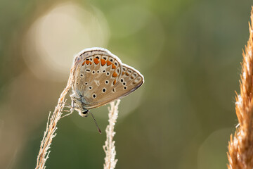 Motyl na łące o poranku na łące © Elżbieta Kaps