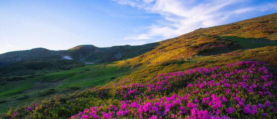 panoramic scene, blooming pink rhododendrons flowers, amazing panoramic scenery, Carpathian...