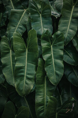 Fototapeta premium Green background of Philodendron leaf arrangement. Philodendron is a plant that is often found in tropical forests such as Indonesia