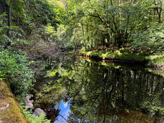 Avanmore river walk In Avondal Forest park, Wicklow, Ireland