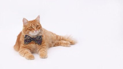 Smart Cat is lying on a white background. Place for text. Cute ginger Cat at looks away. Pet. Beautiful cat gentlemen wearing red bow tie. Without people. for pet-themed products or advertising. 