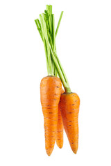 Three carrots with leaves isolated on white background