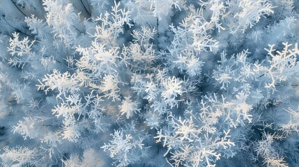 Fototapeta premium Frost covers the branches of trees and bushes picture