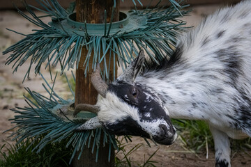 A female Cameron goat in white and black speckled scratches its back toward the camera lens.