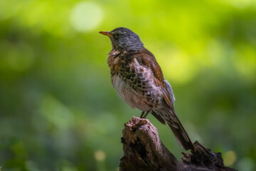 A Fieldfare stands on a wooden stick and looks right toward the camera lens with a green background on a sunny summer day.