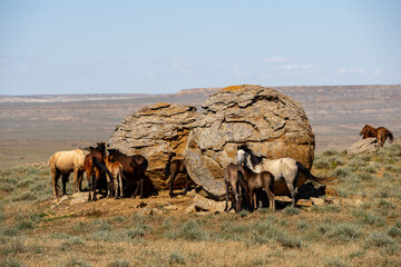 A small group of horses sleep standing up amongst spherical formations, known as concretions in Torysh tract. Mangystau region, Kazakhstan.