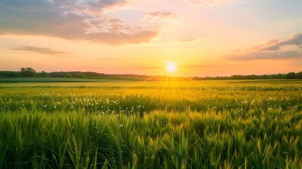 Fototapeta premium An oat field under the evening sun image