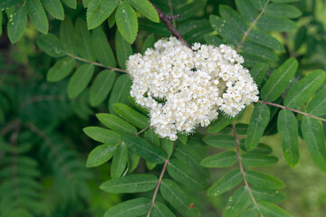 Rowan tree in bloom