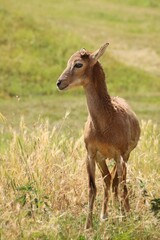 Obraz premium portrait of a mouflon in the wild