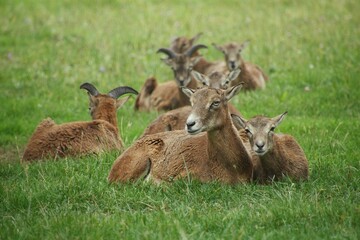 A herd of females mouflons in the wild