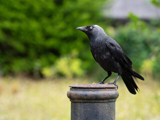 Jackdaw perched in a garden