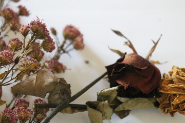 Dry flowers with a white background