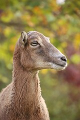 Heads portrait of a mouflon in the wild