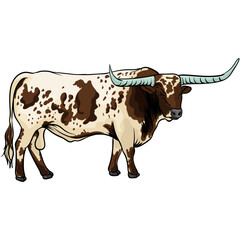 longhorn cattle on a separate white background-3