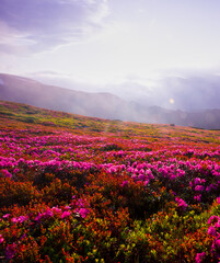 Fototapeta premium panoramic scene, blooming pink rhododendrons flowers, amazing panoramic scenery, Carpathian mountains, Chornohora (Chornogora) Ukraine, Europe..exclusive - this image is sell only on Adobe stock