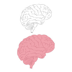 Human brain flat vector cartoon illustration on white background.