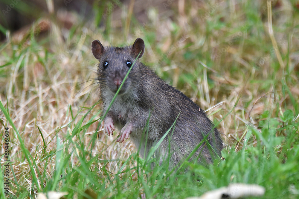 Wall mural junge Ratte im Garten sucht Futter