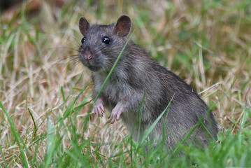 junge Ratte im Garten sucht Futter