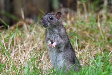 junge Ratte im Garten sucht Futter