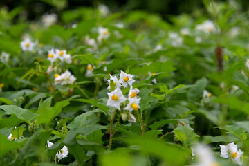 群生したワルナスビの花