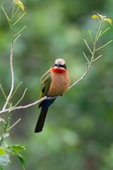 Guêpier à front blanc,.Merops bullockoides, White fronted Bee-eater