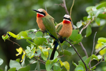 Guêpier à front blanc,.Merops bullockoides, White fronted Bee-eater
