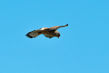 Faucon crécerelle,.Falco tinnunculus, Common Kestrel