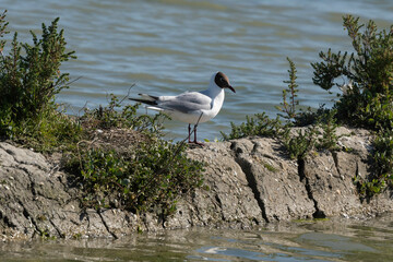 Mouette rieuse, nid,.Chroicocephalus ridibundus, Black headed Gull