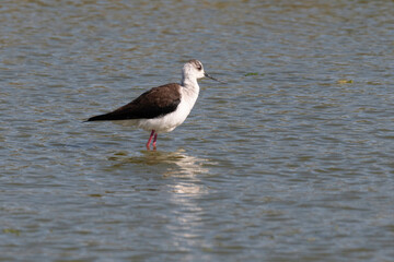 Echasse blanche,  Himantopus himantopus, Black winged Stilt