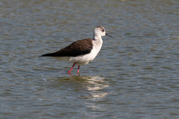 Echasse blanche,  Himantopus himantopus, Black winged Stilt