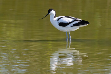 Avocette élégante, Recurvirostra avosetta, Pied Avocet