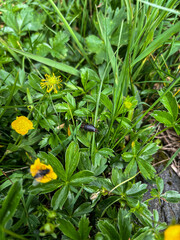 Earwig trying to hide in the green grass