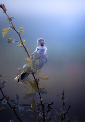 Common wabler bird singing in the morning